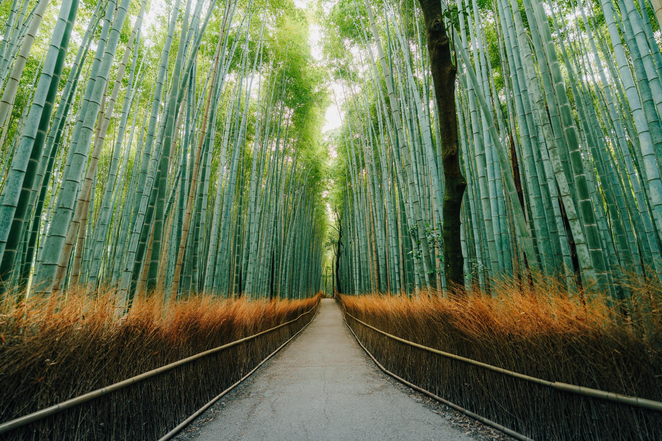 竹林