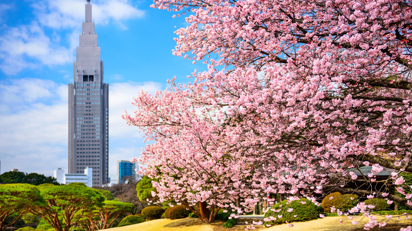 ECM8T0 Tokyo, Japan springtime at Shinjuku Gyoen Park.
