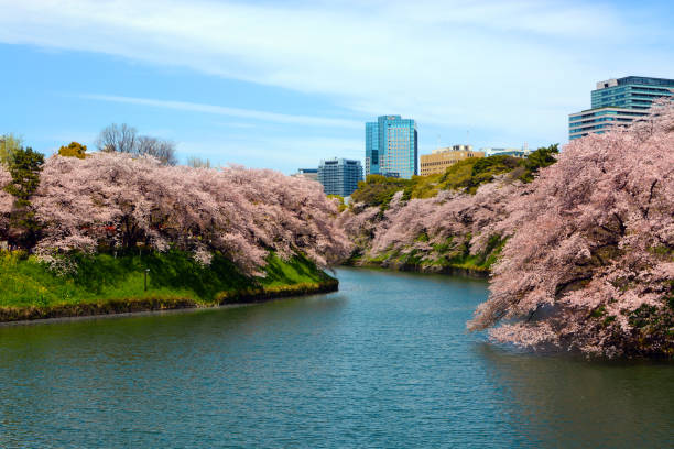 Huge cherry trees blossom with pink flowers along the beautiful Chidorigafuchi Moat in Tokyo, Japan.