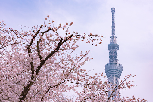 Tokyo Skytree Tower with cherry blossoms in full bloom at  Sumida Park. Tokyo Skytree is the highest tower in Japan, 634m tall, broadcasting and observation tower in Sumida District.